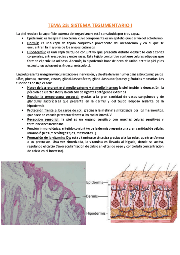 Miniatura del documento TEMA-23-Histologia.pdf