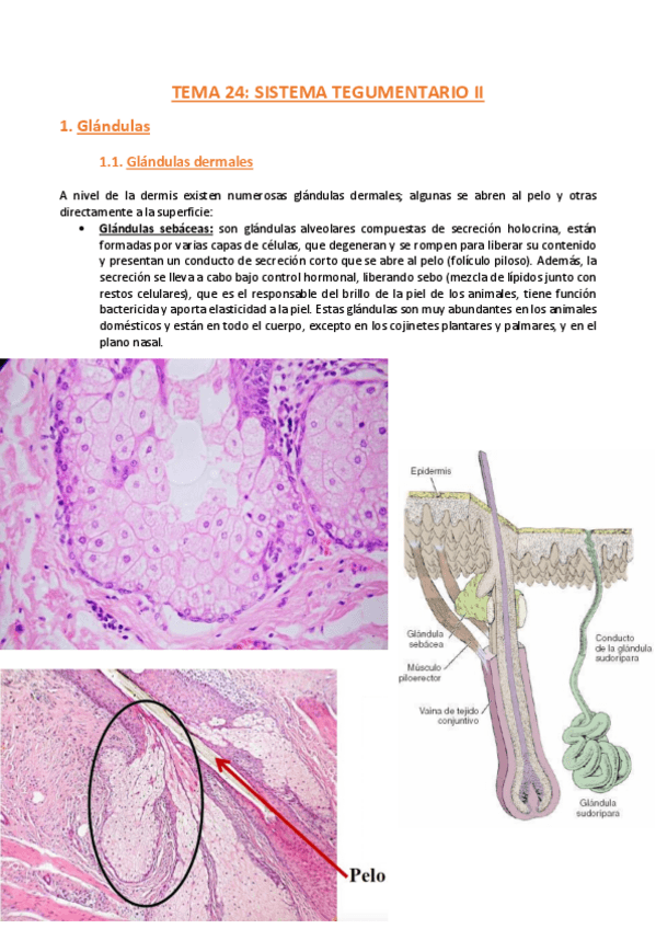 Miniatura del documento TEMA-24-Histologia.pdf