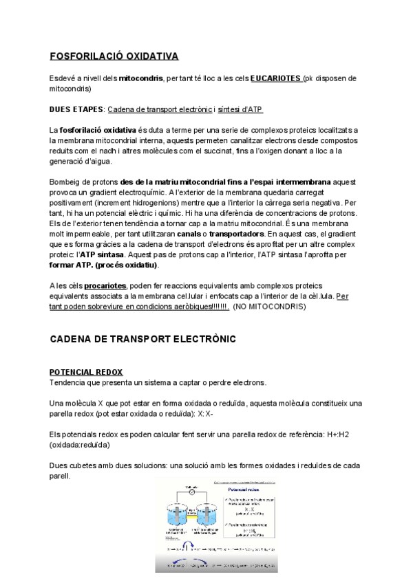 Miniatura del documento TEMA-11-FOSFORILACIO-OXIDATIVA-i-ATP-SINTASA.pdf