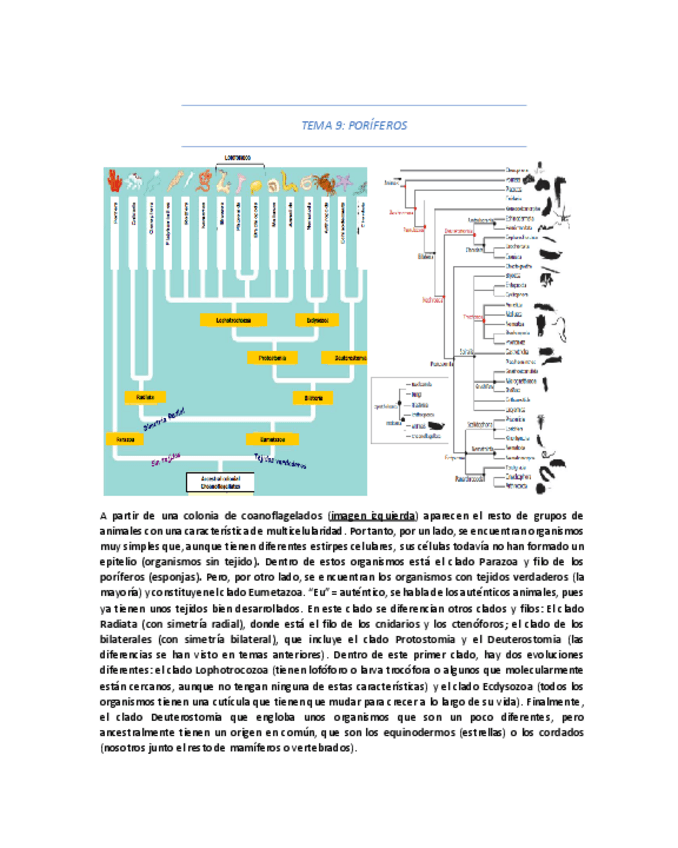 Miniatura del documento TEMA-9-PORIFEROS.pdf