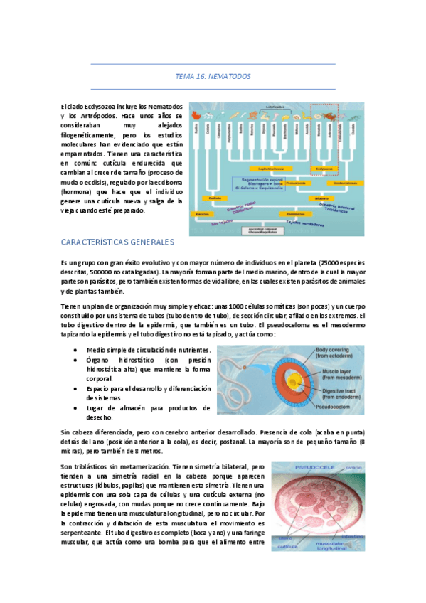 Miniatura del documento TEMA-16-NEMATODOS.pdf
