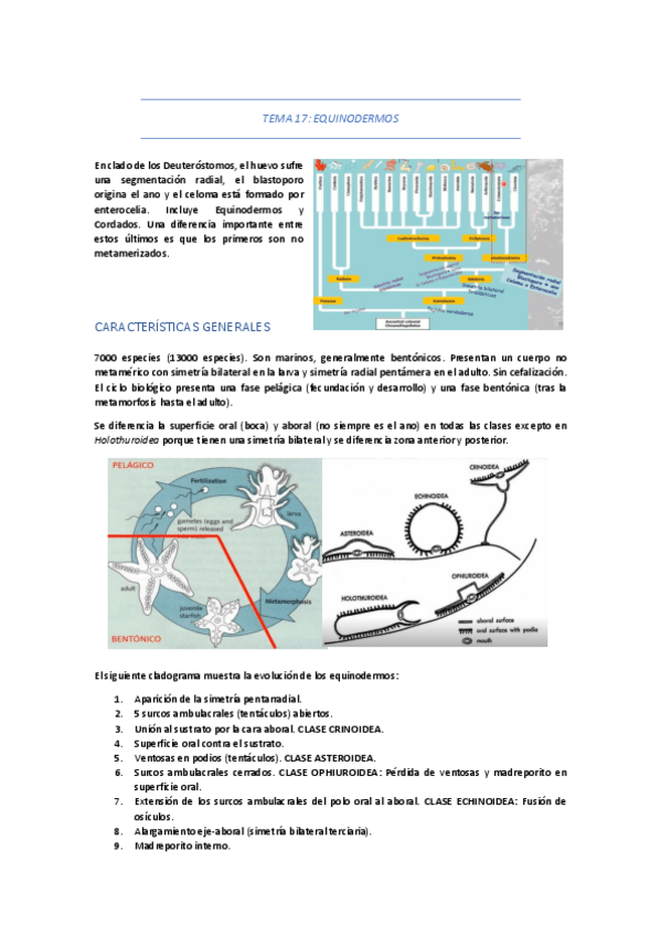 Miniatura del documento TEMA-17-EQUINODERMOS.pdf