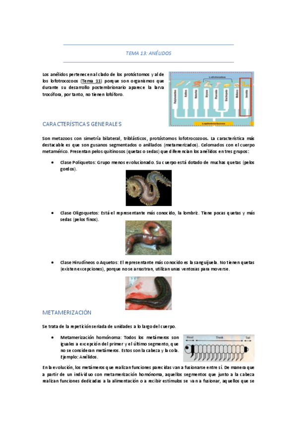 Miniatura del documento TEMA-13-ANELIDOS.pdf