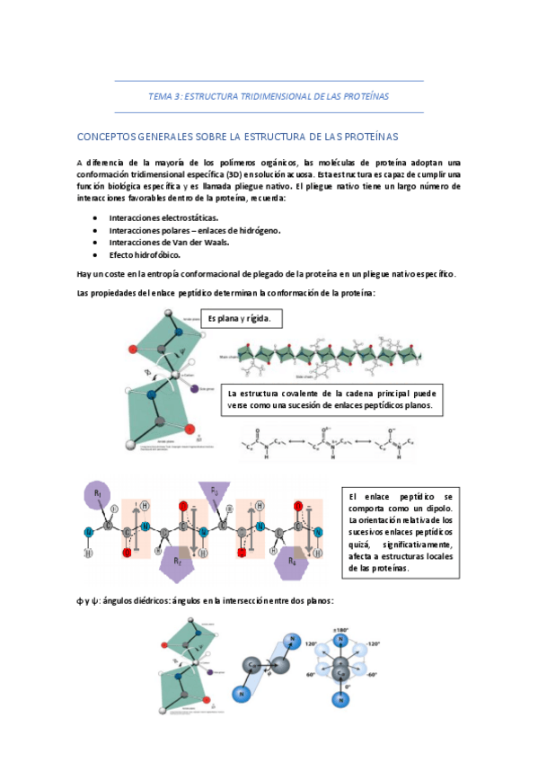 Miniatura del documento TEMA-3-ESTRUCTURA-TRIDIMENSIONAL-DE-LAS-PROTEINAS.pdf