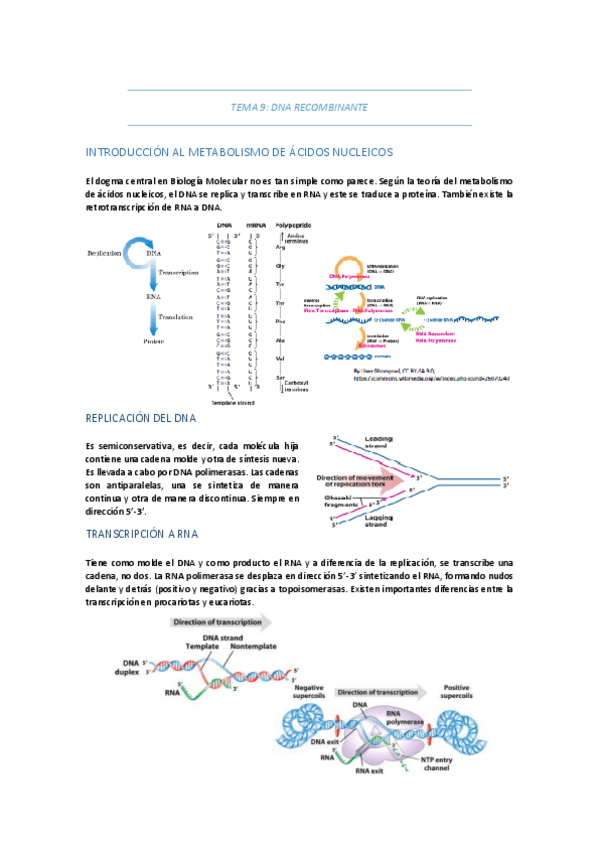 Miniatura del documento TEMA-9-DNA-RECOMBINANTE.pdf