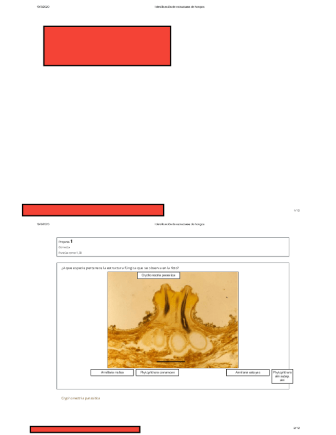 Miniatura del documento Identificacion-de-estructuras-de-hongos-editado.pdf