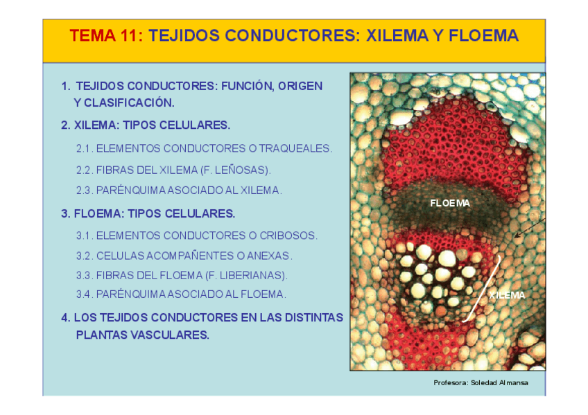 Miniatura del documento Tema11-Tejidos conductores xilema y floema.pdf