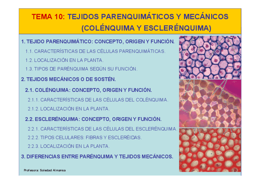 Miniatura del documento Tema10-Tejidos parénquimaticos y mecánicos.pdf