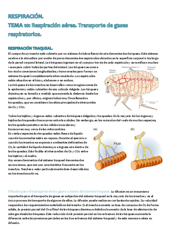 Miniatura del documento Tema 10 FA2.pdf