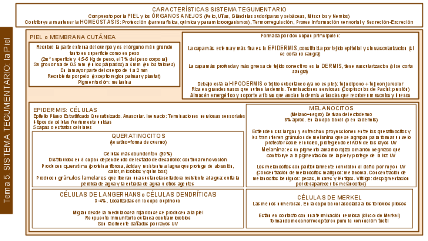 Miniatura del documento SISTEMA TEGUMENTARIO.pdf