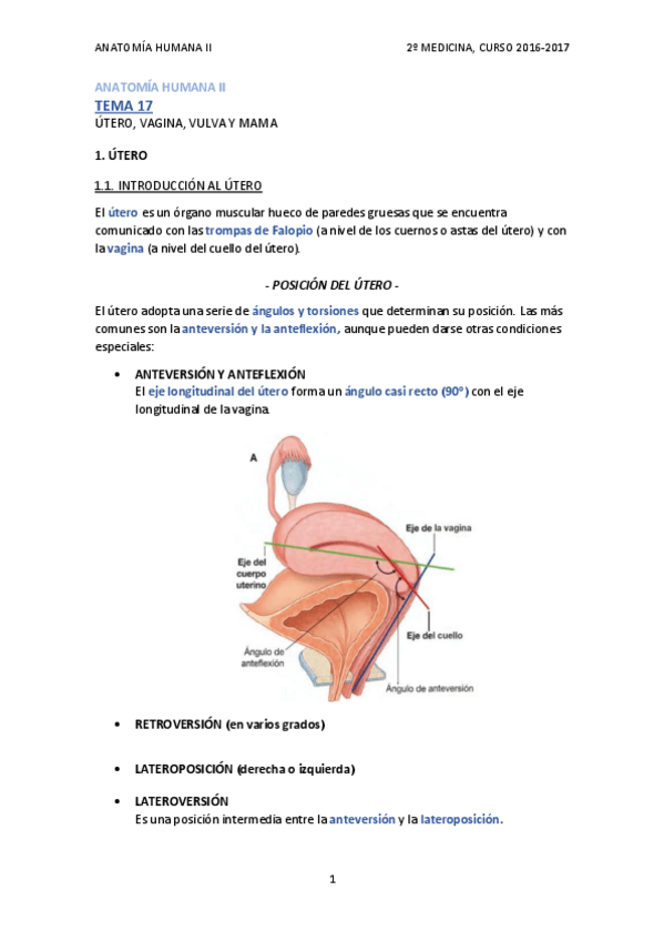 Miniatura del documento TEMA 17 - ÚTERO Y VAGINA.pdf