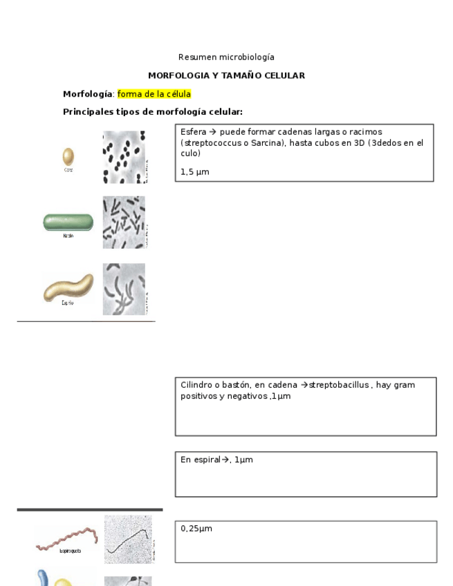 Miniatura del documento Resumen-microbiologia-libro-y-todo.docx