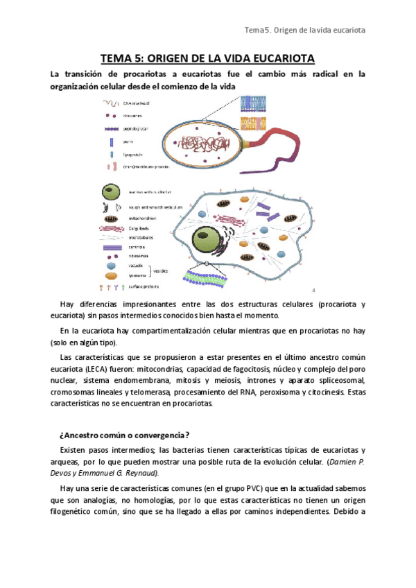 Miniatura del documento Tema 5. Origen vida eucariota