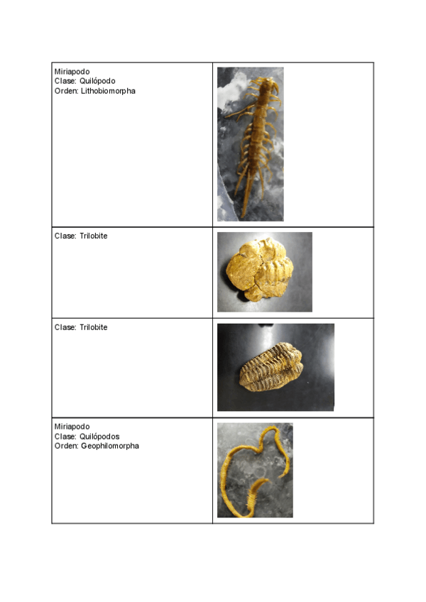 Miniatura del documento Fotos-practicas-zoo-2.pdf