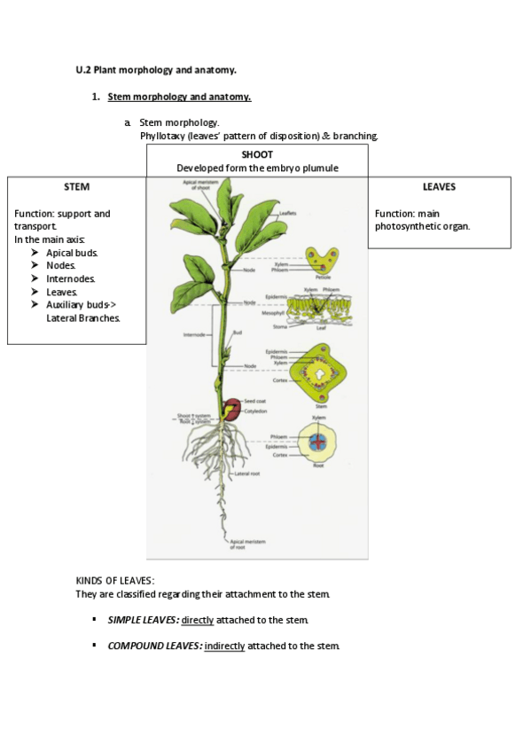 Miniatura del documento U.2 PLANT PHYSIOLOGY