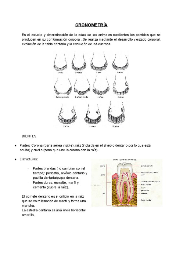 Miniatura del documento CRONOMETRIA.pdf