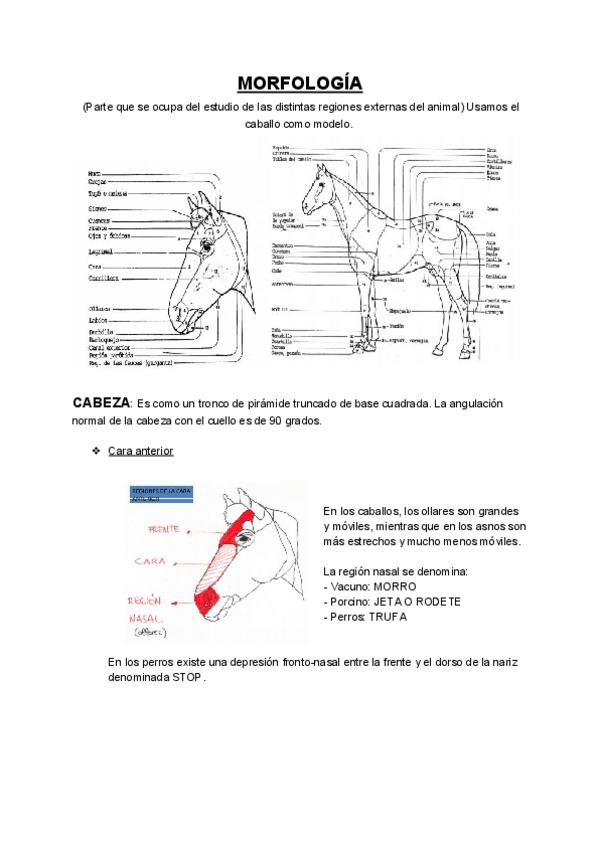 Miniatura del documento MORFOLOGIA.pdf