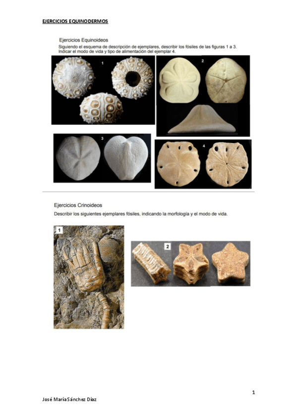 Miniatura del documento ejercicios-equinodermos.pdf
