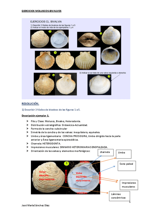 Miniatura del documento ejercicios-braquiopodos.pdf