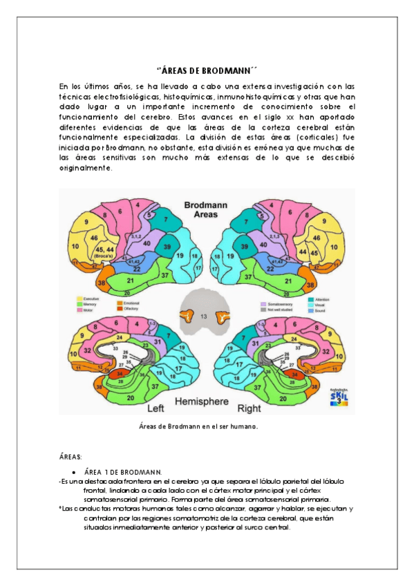 Miniatura del documento AREAS-DE-BRODMANN.pdf