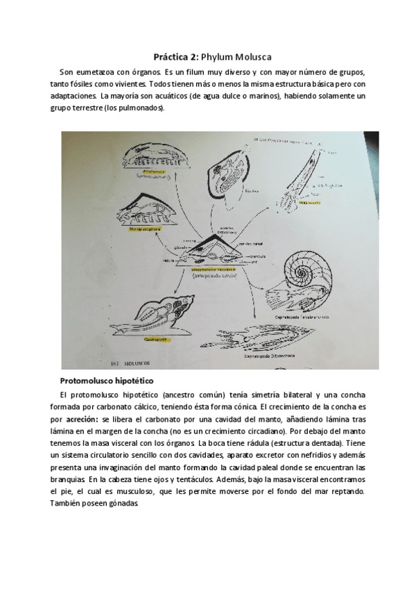 Miniatura del documento Práctica 2. Phylum mollusca