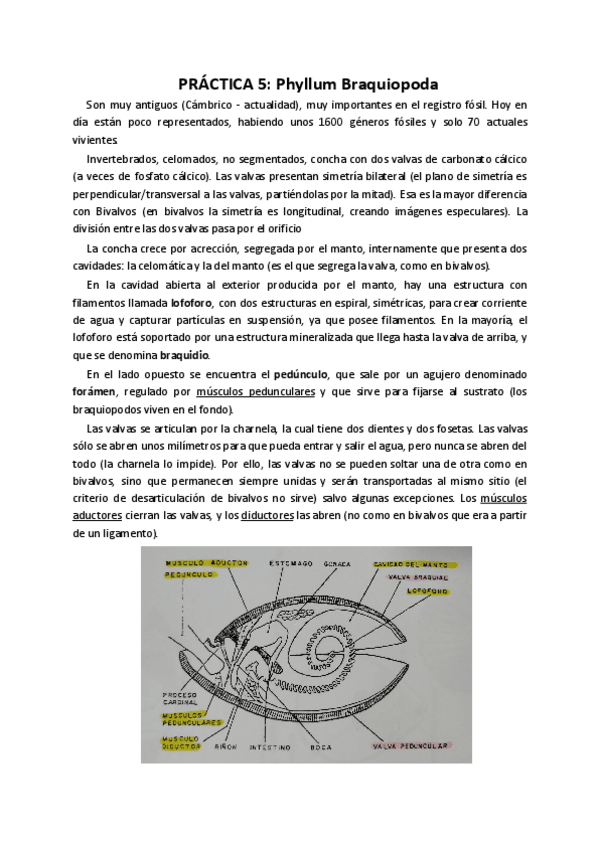 Miniatura del documento Práctica 5. Braquiópodos