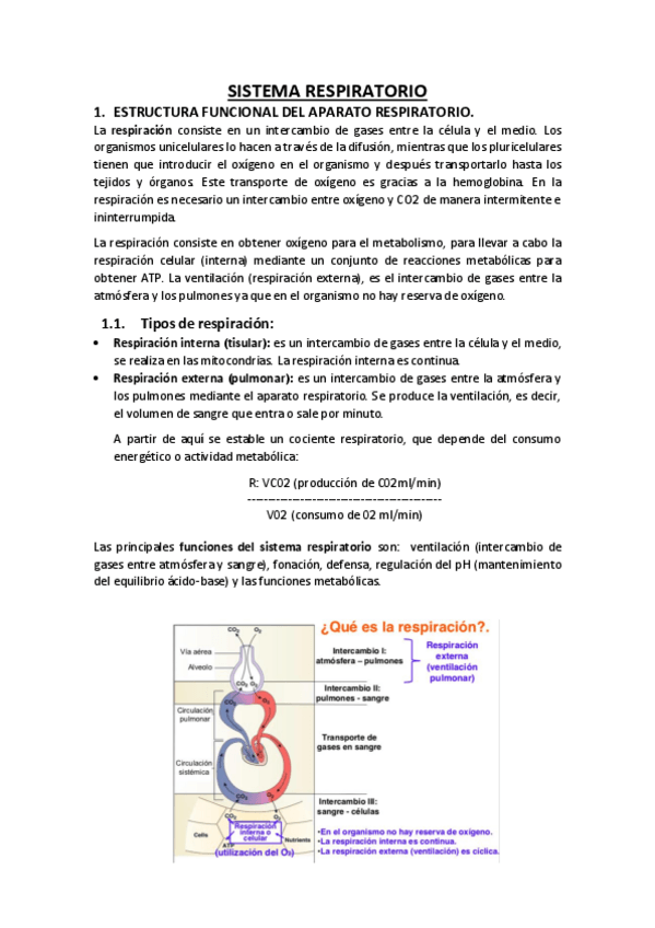 Miniatura del documento SISTEMA-RESPIRATORIO.pdf