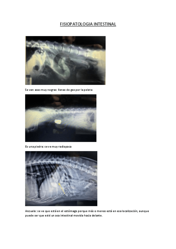 Miniatura del documento FISIOPATOLOGIA-INTESTINAL.pdf