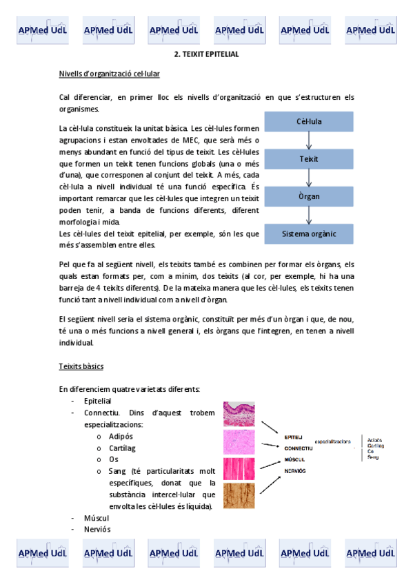 Miniatura del documento 2 (I). Teixit epitelial.pdf