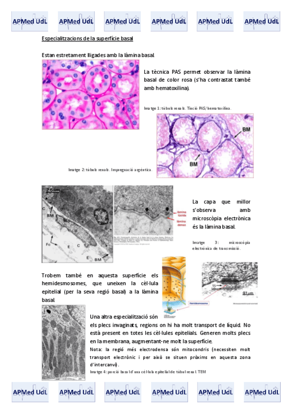 Miniatura del documento 2 (II). Teixit epitelial.pdf