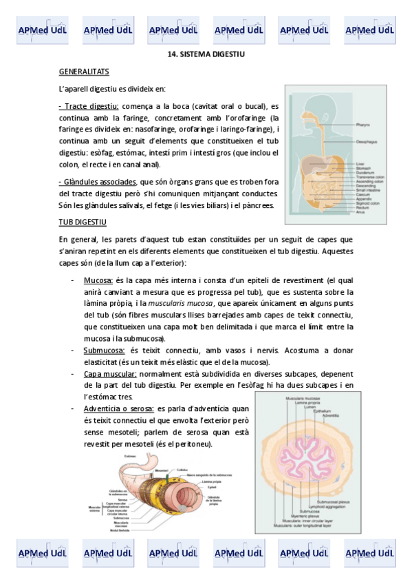 Miniatura del documento 14 (I). Sistema digestiu.pdf