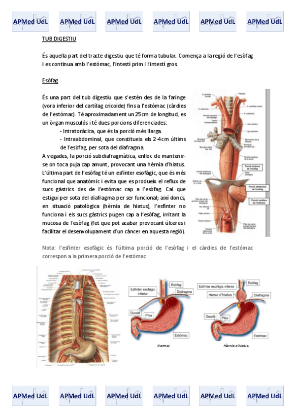 Miniatura del documento 14 (IV). Sistema digestiu.pdf