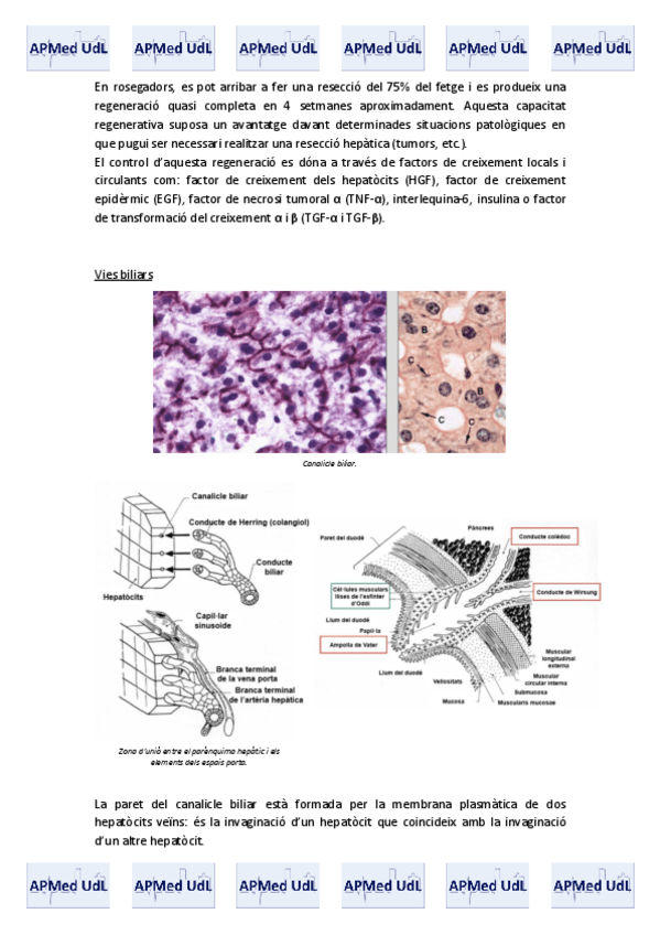 Miniatura del documento 14 (X). Sistema digestiu.pdf