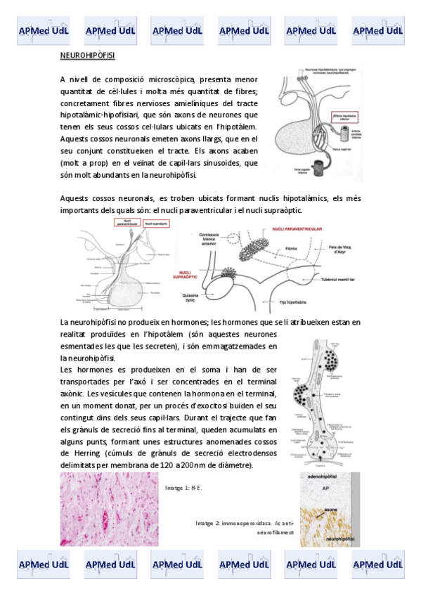 Miniatura del documento 15 (II). Sistema endocrí.pdf
