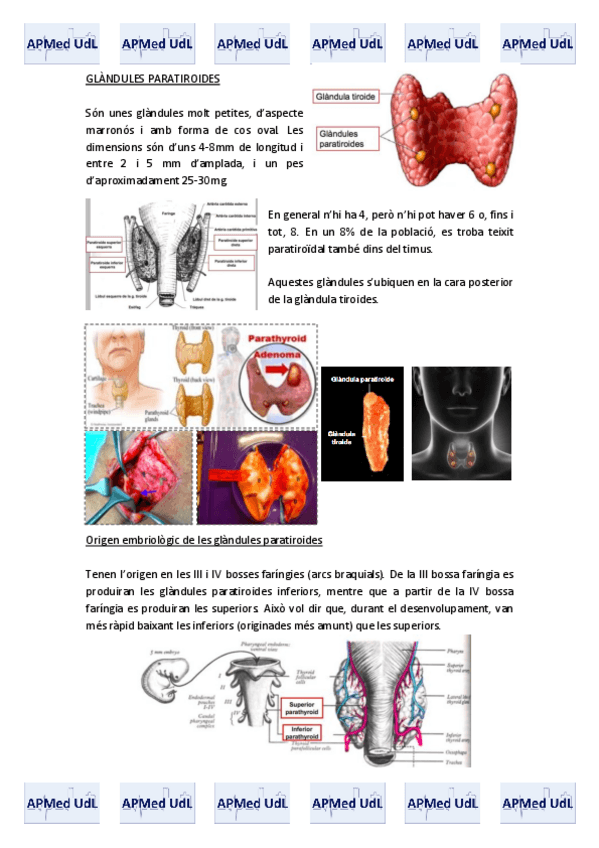 Miniatura del documento 15 (III). Sistema endocrí.pdf