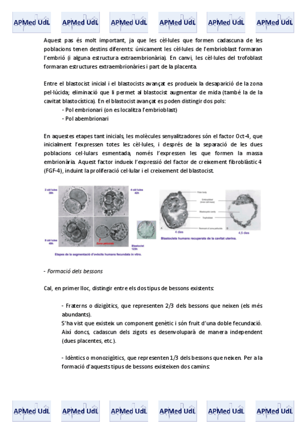Miniatura del documento 20 (II). Embriologia.pdf