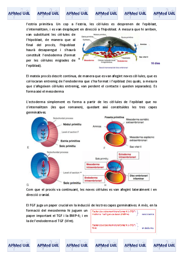 Miniatura del documento 20 (III). Embriologia.pdf