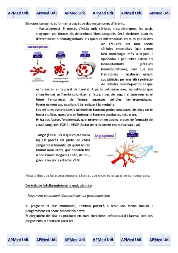 Miniatura del documento 20 (IV). Embriologia.pdf