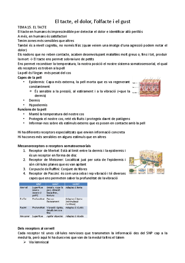 Miniatura del documento Percepcio-del-tacte.pdf