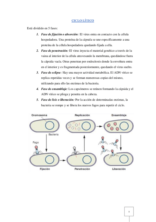 Miniatura del documento CICLO-LITICO.pdf