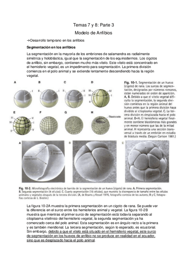 Miniatura del documento Tema-7-y-8-Anfibios.pdf