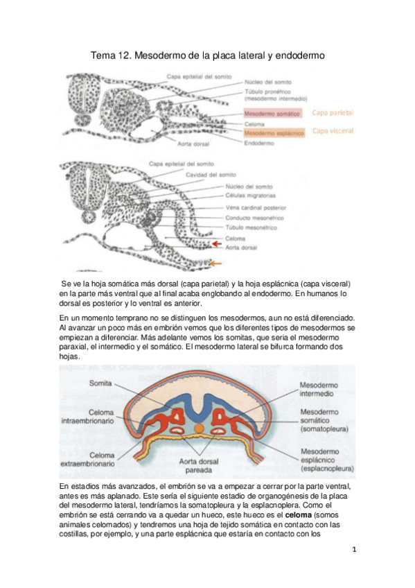 Miniatura del documento Tema-12.pdf