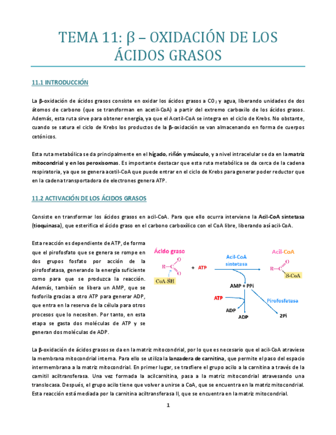 Miniatura del documento TEMA-11-bueno.pdf