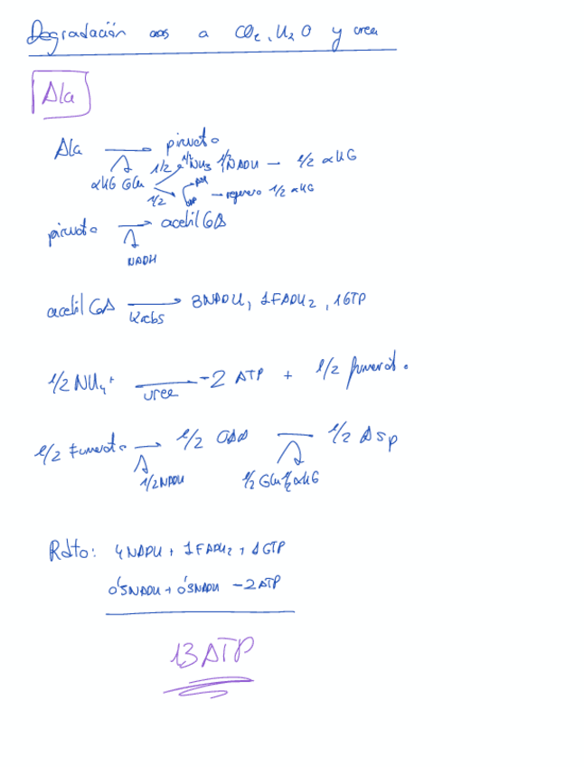 Miniatura del documento Degradacion-aminoacidos.pdf