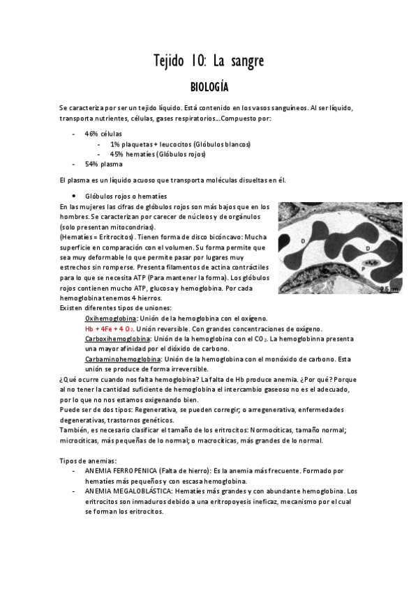 Miniatura del documento Tema 10 la sangre PDF.pdf