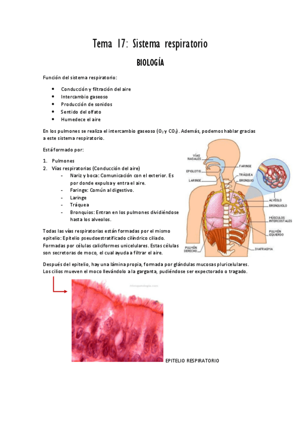 Miniatura del documento Tema 17 sistema respiratorio PDF.pdf