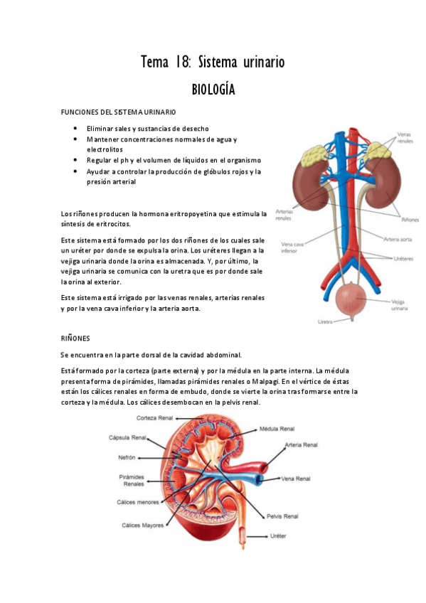 Miniatura del documento Tema 18 Sistema urinario PDF.pdf