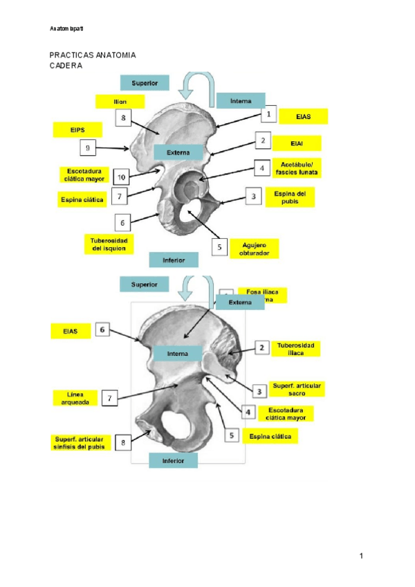 Miniatura del documento PRACTICAS-ANATOMIA.pdf