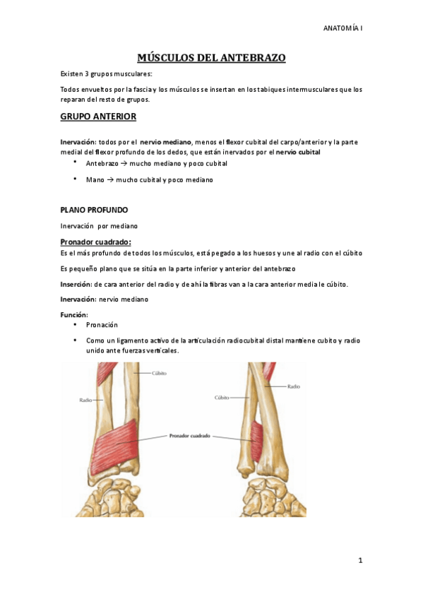 Miniatura del documento Musculos-del-antebrazo.pdf
