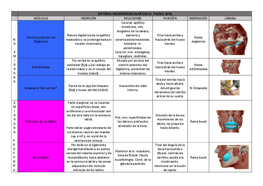 Miniatura del documento SNM-FACIAL.pdf